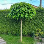 Katalpa bignóniovitá (Catalpa bignonioides) ´NANA´ - výška 300-320 cm, obvod kmeňa 6/8 cm, kont. C18L/C20L